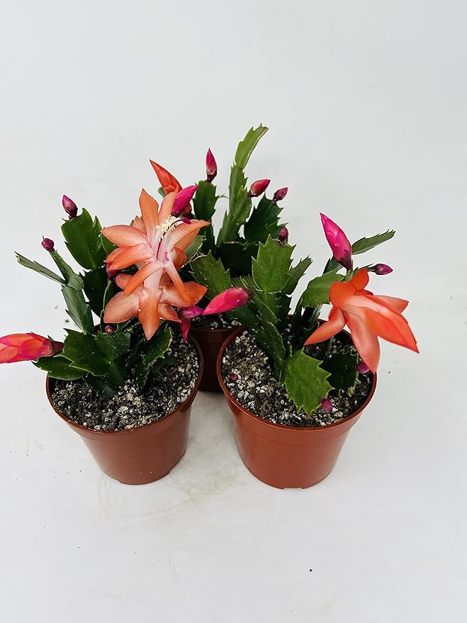 Three Christmas Cactus Red Bloom- 4" Pot- Zygocactus Plants