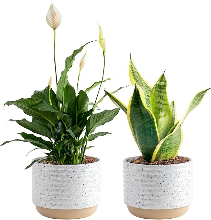 Costa Farms Live Indoor Plant Bundle in Decorative Pots, Easy to Maintain, Air Purifying Indoor Houseplants, Assorted Varieties, Room or Office Decor, House Warming Gift, 8-12 Inches Tall, Pack of 2