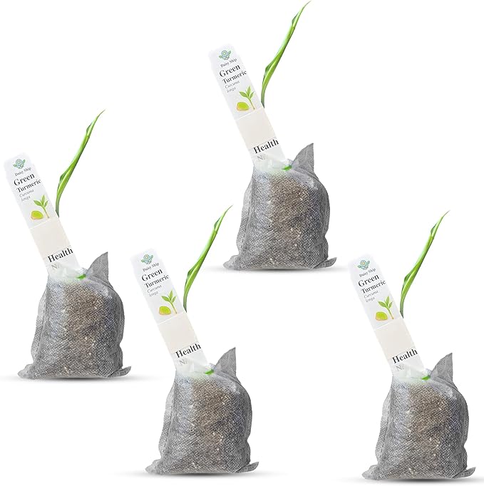 Green Turmeric Live Plant - (Curcuma aeruginosa) - Rare Medicinal Herb, Vibrant Pink Flowers, Ideal for Tropical Gardens (4 Green Turmeric Bags)