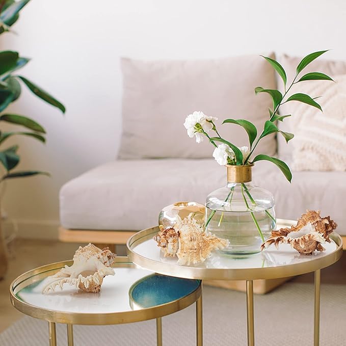 4 Pack Conch Sea Shell Air Plant Holders- 4-5 inches Natural Airplant Pot, Decorative Tillandsia Succulent Display Container for Gardening Housewarming Gifts Home Table Decors, No Plants