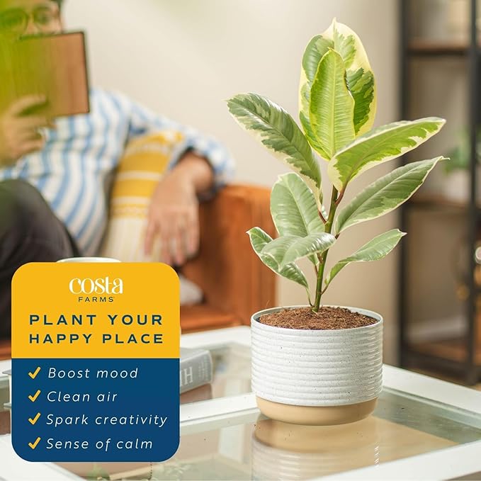 Costa Farms Ficus Tineke Live Plant, Easy to Grow Live Indoor Houseplant in Decorative Planter, Shelf, Desk, and Room Decor, Birthday Gift, 1 Foot Tall