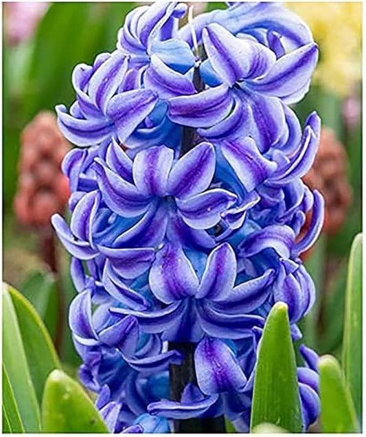 5 Aqua Hyacinth Bulbs