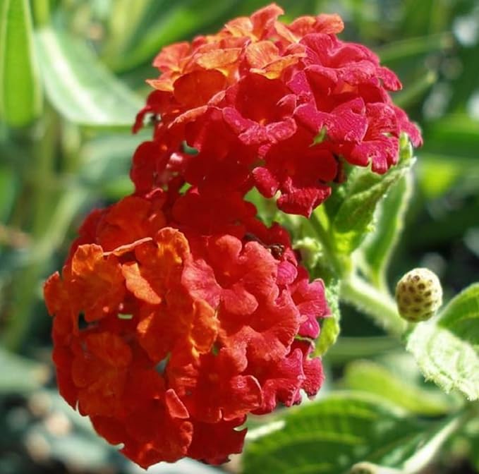 Lantana Plants Live - Dallas Red Pack of 3 Lantana Live Plants for Planting - 4-6 Inches Tall - Attracts Butterflies, Perfect for Containers, Low Maintenance