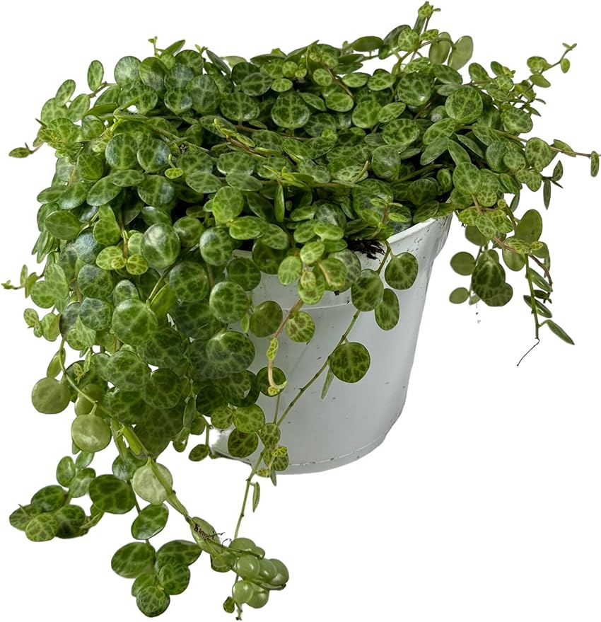 String of Turtles Succulent: Live House Plant, Trailing/Hanging Live Plants, Perfect Succulents Plants Live for Home Décor, Live Plants Houseplants