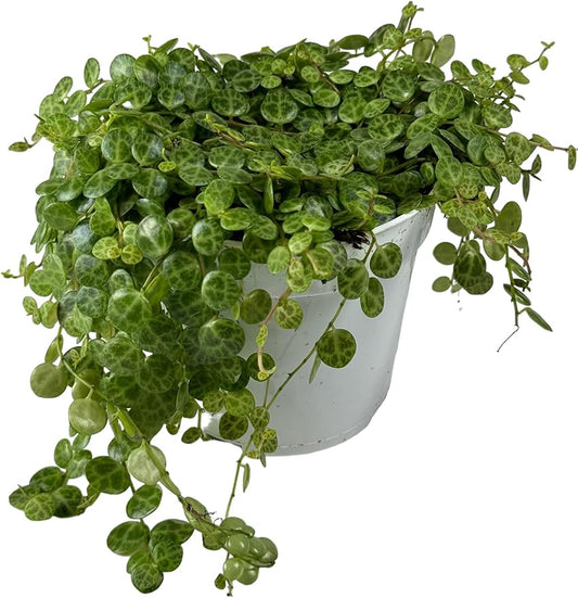 String of Turtles Succulent: Live House Plant, Trailing/Hanging Live Plants, Perfect Succulents Plants Live for Home Décor, Live Plants Houseplants