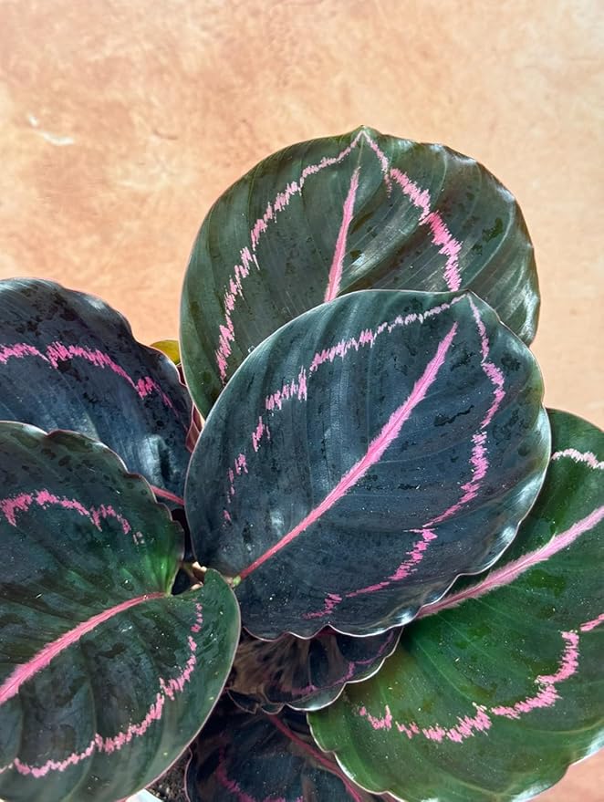 Calathea Dottie Indoor Plant - Live Colorful Prayer House Plant, Pink Plant for Home Decor, Room Decor, Air Purifier