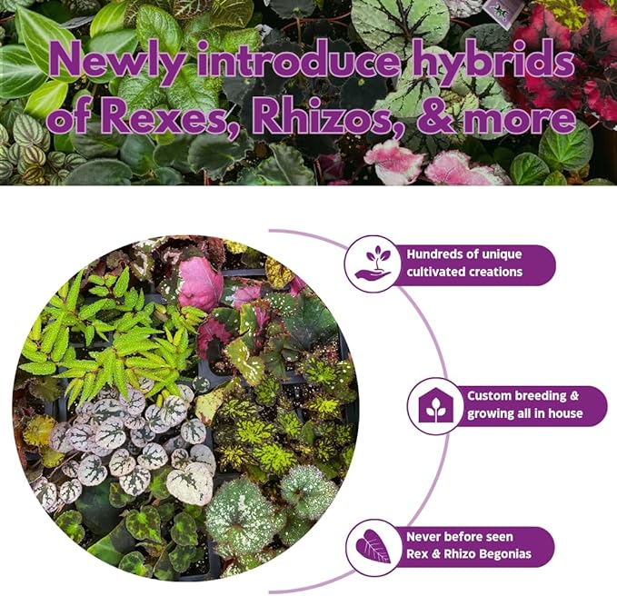 BubbleBlooms Peperomia Assortment, 6 Different peperomias in 2 inch pots Grower's Choice