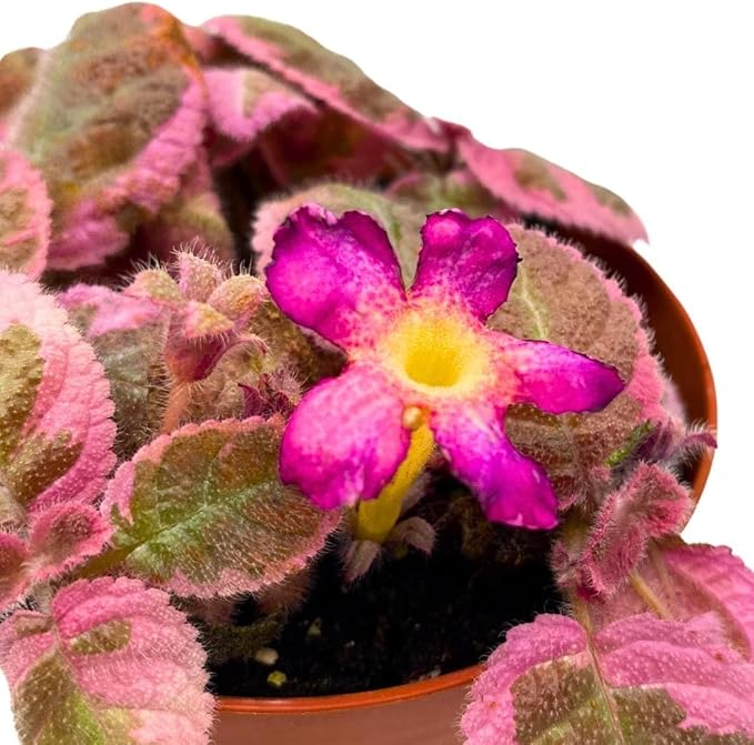 Episcia Pink Smoke Rare Variegated Flame Violet Flowering Gesneriad