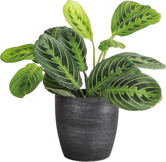 Thorsen's Greenhouse Lemon Lime Prayer Plant, Live Indoor Plant, Pet Friendly, Attractive Houseplant, Lemon Maranta, Easy to Grow, 4" Diameter Pot (Brushed Silver)