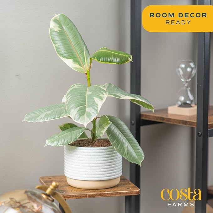 Costa Farms Ficus Tineke Live Plant, Easy to Grow Live Indoor Houseplant in Decorative Planter, Shelf, Desk, and Room Decor, Birthday Gift, 1 Foot Tall