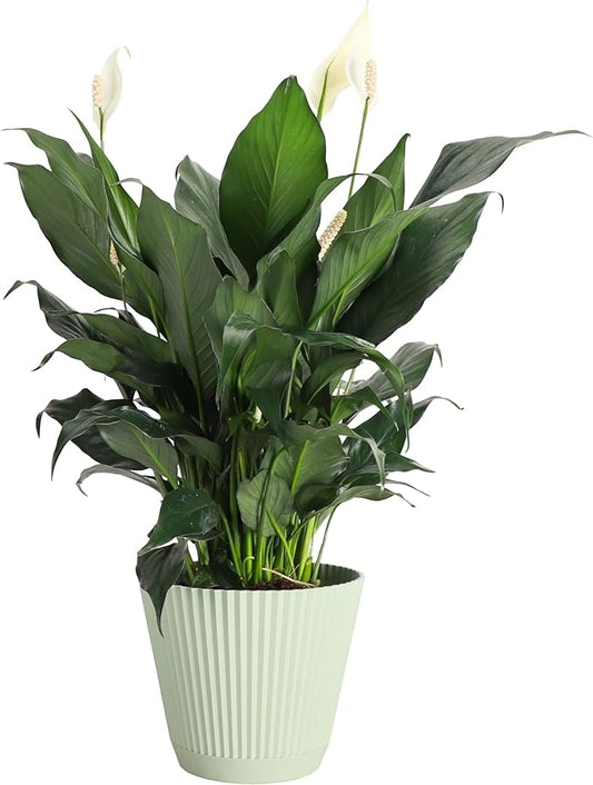 Thorsen's Greenhouse Live Peace Lily Plant, Spathyphylum, Low Light, Easy to Grow, Natural Air Purifier Live Indoor Plant, 4-6" Diameter Pot (Sage, 6-inch Pot)
