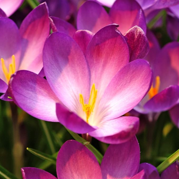 Easy to Grow Crocus Ruby Giant 20 Plant Bulbs - Magenta Pink Flowers in Late Winter to Spring, Full Sun Outdoor Zones 3-8