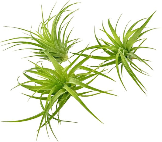 Live Air Plants - Tillandsia Geminiflora 1-3" - 3ct – ragnaroc Live Indoor Plant - Live Arrival Guaranteed - House Plants for Home Decor & Gift