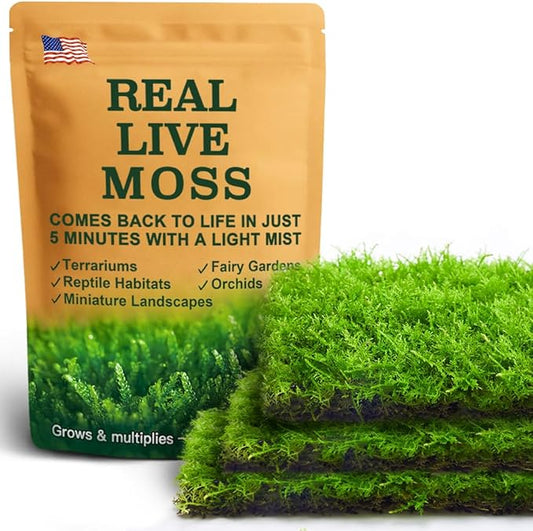Live Moss – Thuidium Moss (3 Sheets, Each Approx. 3.5"x7") for Terrariums, Bonsai, Plant Decor & Natural Crafts – Naturally Grown, Reusable, Not Artificial