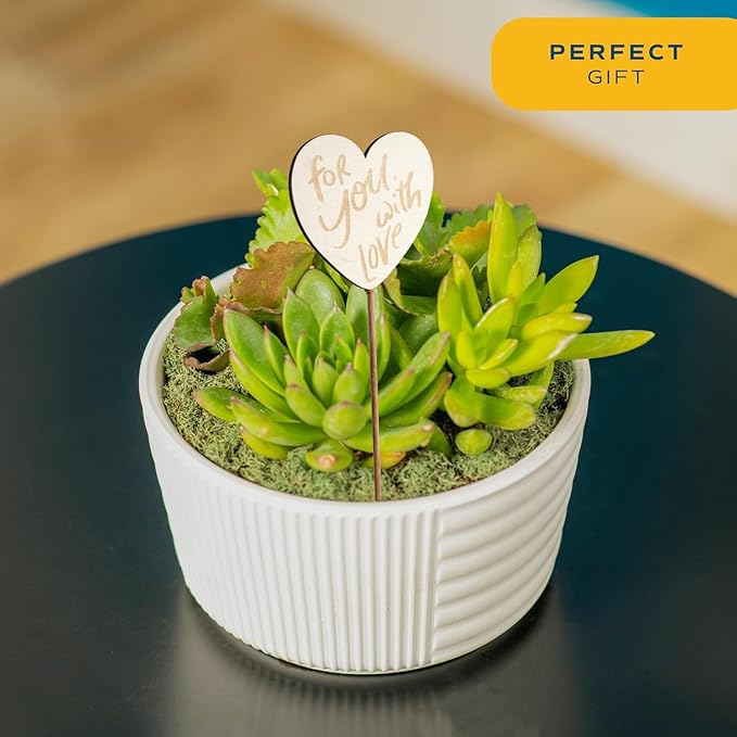 Costa Farms Mini Succulent Live Plants in Decorative Garden Pot, Easy to Maintain Small Indoor Houseplant, Home, Room, or Office Decor, Great House Warming or Birthday Gift, 6 Inches Tall