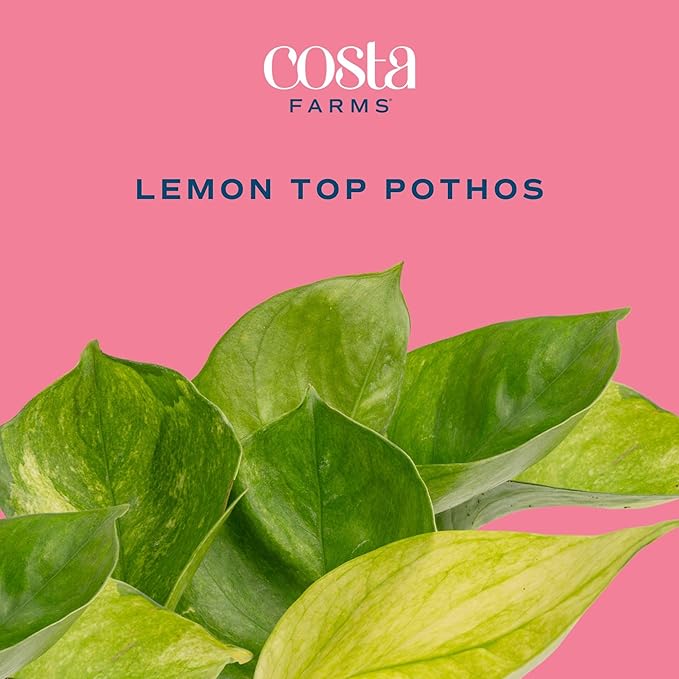 Costa Farms Lemon Top Pothos Live Plant in Self Watering Pot, Indoor Houseplant, Perfect for Home, Room, or Office Decor, Great House Warming or Birthday Gift, 10-12 Inches Tall