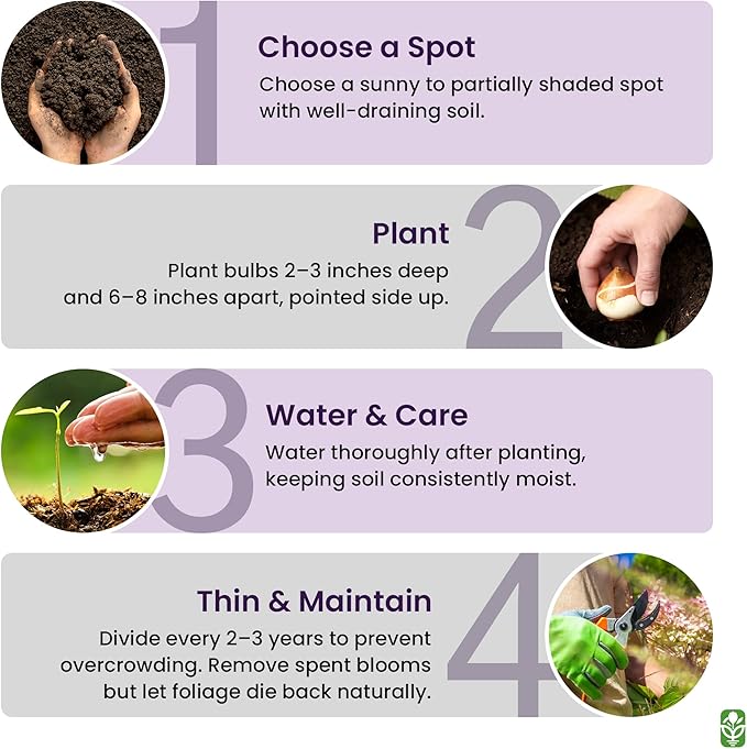 Masoniorum Crocosmia Bulbs for Planting - 5 Large Bulbs - 30-48" Flower - Perennial Bulbs for Planting Outdoors