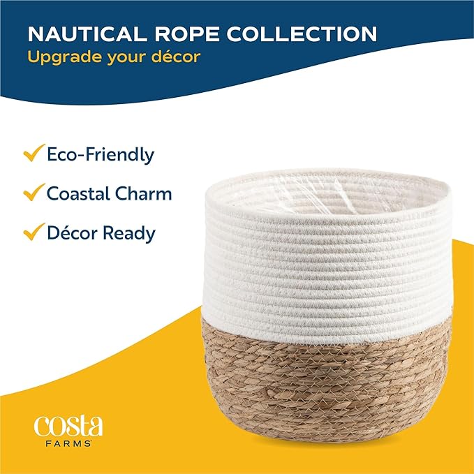 Costa Farms Monstera Esqueleto Live Plant in Decorative Pot, Large Indoor Houseplant, Perfect for Home, Room, or Office Decor, Great House Warming or Birthday Gift, 2-3 Feet Tall