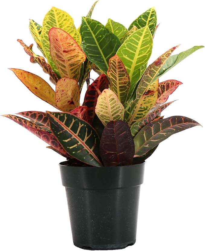 Thorsen's Greenhouse Live Petra Croton Plant, Codiaeum Variegatum, Colorful Foliage, Live Indoor Houselant (Nursery Pot, 6-inch Pot)