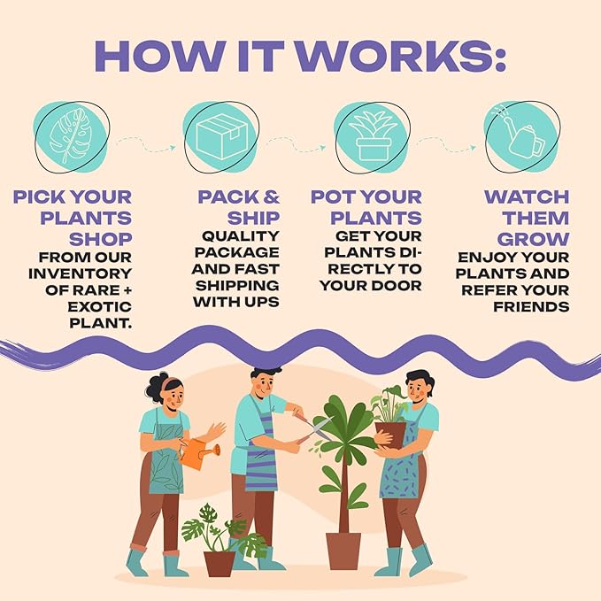 Alocasia Ninja | Live Plant in a 2 or 4 Inch Growers Pot, Live Indoor, Easy to Grow, Easy to Care, and Low Maintenance Houseplant (2-inch Pot)