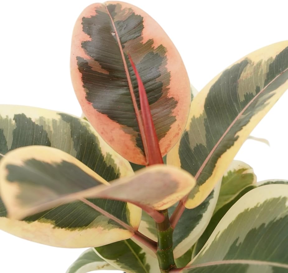 Ficus Tree Four Pack Indoor Plants Live Houseplants - Live Rubber Tree Plants Bundle Includes Ficus Burgundy, Ficus Tineke, Ficus Elastica, and Ficus Ruby