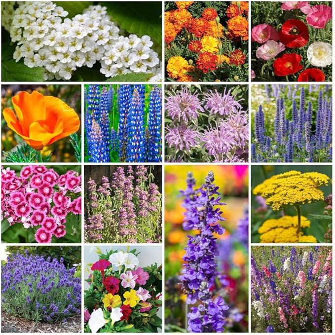 Park Seed Grow Your Own Vibrant Annual and Perennial Wildflower Garden Seed Mixture, Easy to Grow Varieties for Pollinators and Spring Gardens - Deer Resistant Mix, 25 lbs