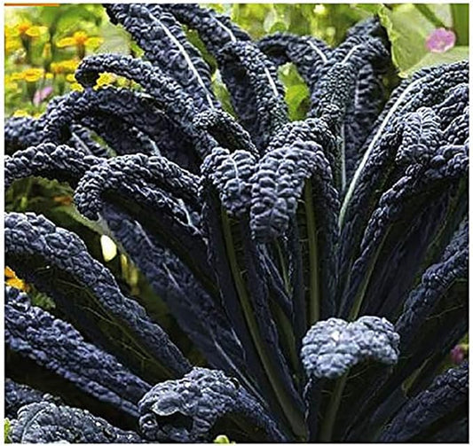 Black Magic Dinosaur Kale Seeds - 2 Feet Long Leaves