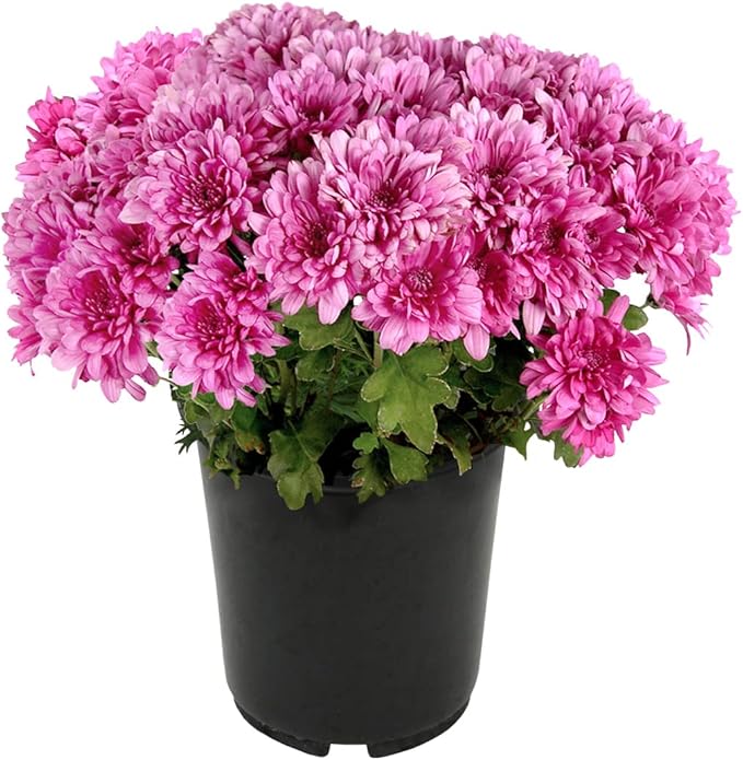1G Pink Mum Plant, Chrysanthemum Flowers Gardening Fall Decor, Mums Plants Live, Fall Decorations Outdoor, Housewarming Gift Ideas, Floral Live Plants Indoor Plants Live Houseplants By Plants for Pets