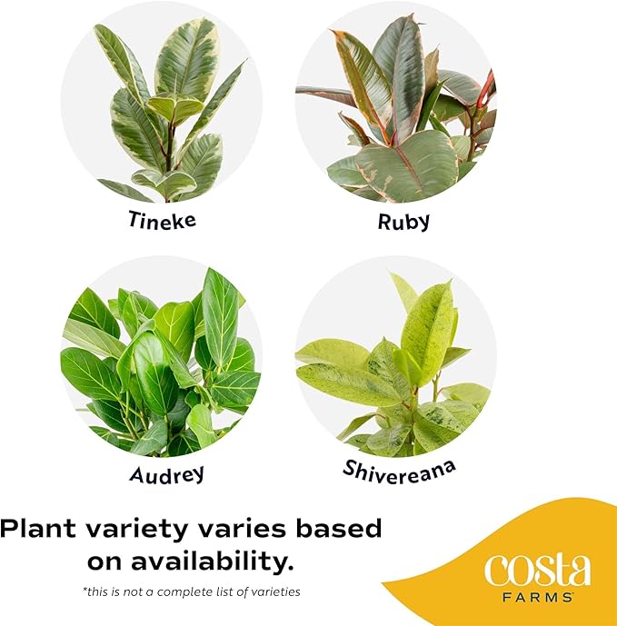 Costa Farms Ficus Live Plant, Easy to Grow Live Indoor Houseplant, Grower's Choice Collection, Potted in Minimal Decor Plant Pots, Potting Soil, Housewarming Gift, Home and Room Decor