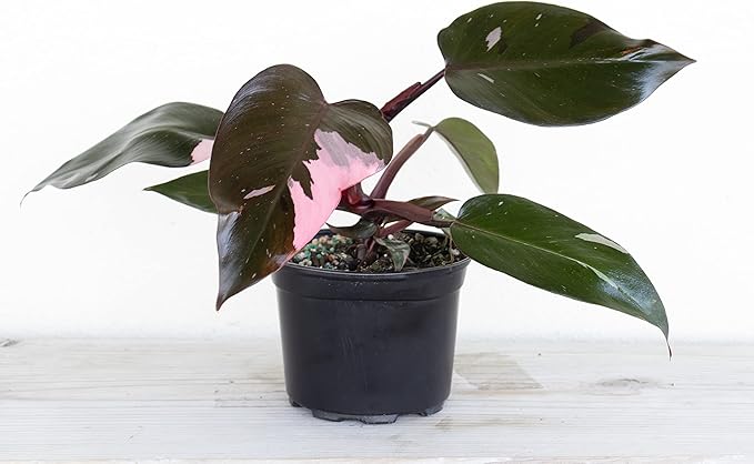 United Nursery Pink Princess Philodendron – Rare Variegated Plant in 6” White Décor Pot – 14–18 Inches Tall – Easy-Care Indoor Houseplant with Blush Pink and Green Leaves for Home or Office Decor