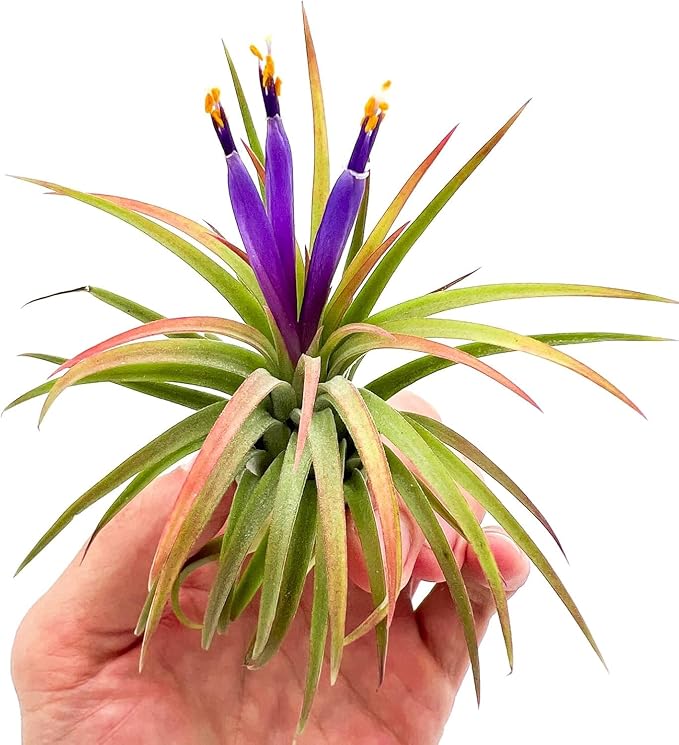 ragnaroc Air Plants - Tillandsia Ionantha Pack, Regular 1-3" - 5ct - Live Arrival Guaranteed - House Plants for Home Decor & Gift
