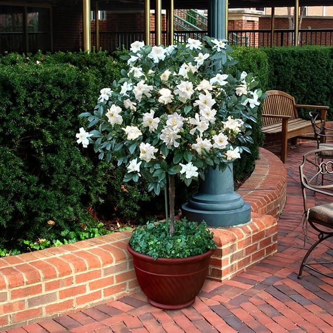 Gardenia Mystery - Gardenia Jasminoides. Hardy Evergreen Shrub with Large, Sweetly Fragrant White Flowers, Ideal for Landscaping and Container Gardening (2 Gardenia Mystery Plants in Sac)