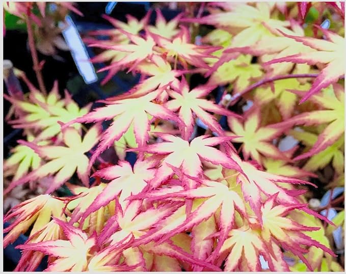 Hanami Nishiki Japanese Maple 2 - Year Live Plant