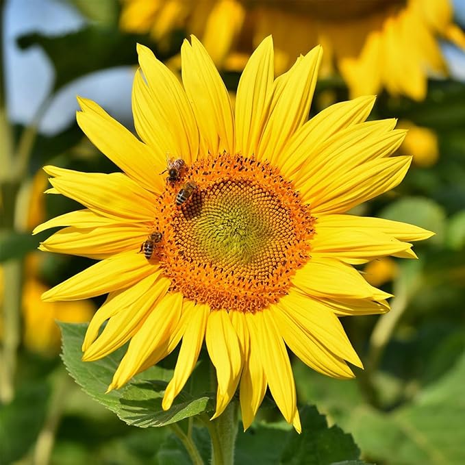 LUSH&DEW Save Bees Garden Seed Bank, Gardening Gift for Gardeners,16 Varieties NON-GMO Heirloom Pollinator-Friendly Flower Herb Seeds, Planting in Raised Beds Outdoors, Seed Kit, Milkweed Poppy Lupine