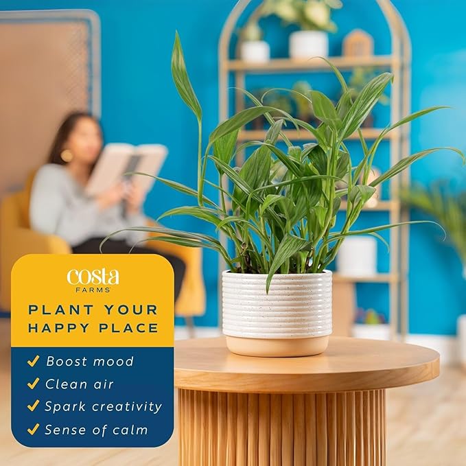 Costa Farms Live Pothos Plants in Decorative Pots, Easy to Maintain Vining Plant, Air Purifying Indoor Houseplants, Room or Office Decor, House Warming Gift, 12-14 Inches Tall, Pack of 2
