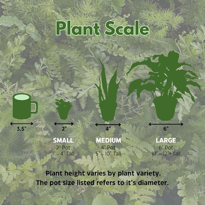BubbleBlooms Fern Assortment Set, 6 Different Ferns in 4 inch pots, Grower's Choice May Include Staghorn, Asparagus, Club Moss, Heart-Fern, Rabbit's Foot