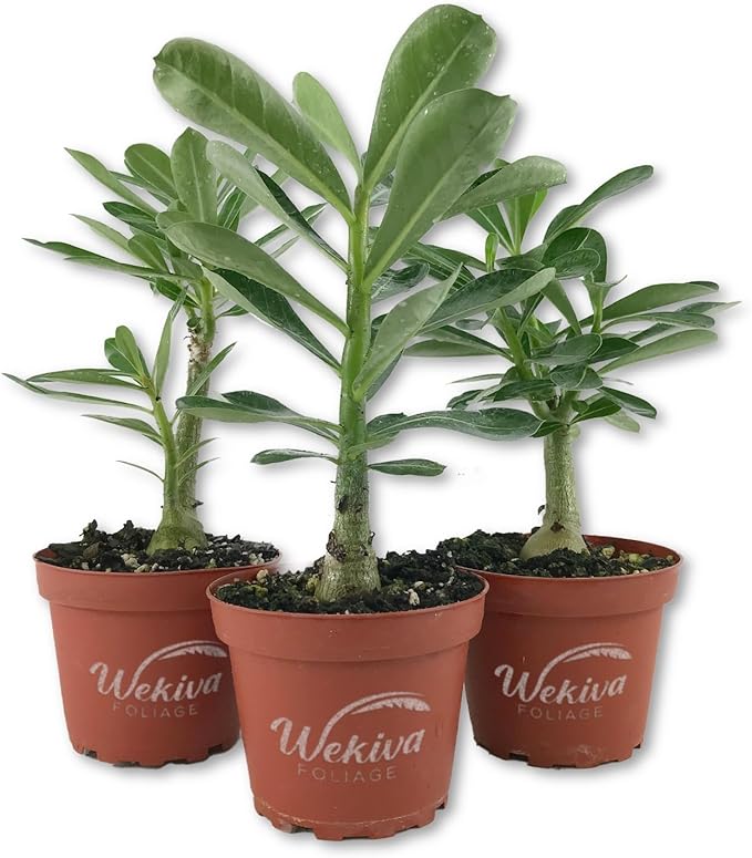 Desert Rose Plant - 3 Live Plants in 4 Inch Pots - Adenium Obesum - Dramatic Low-Water Succulent
