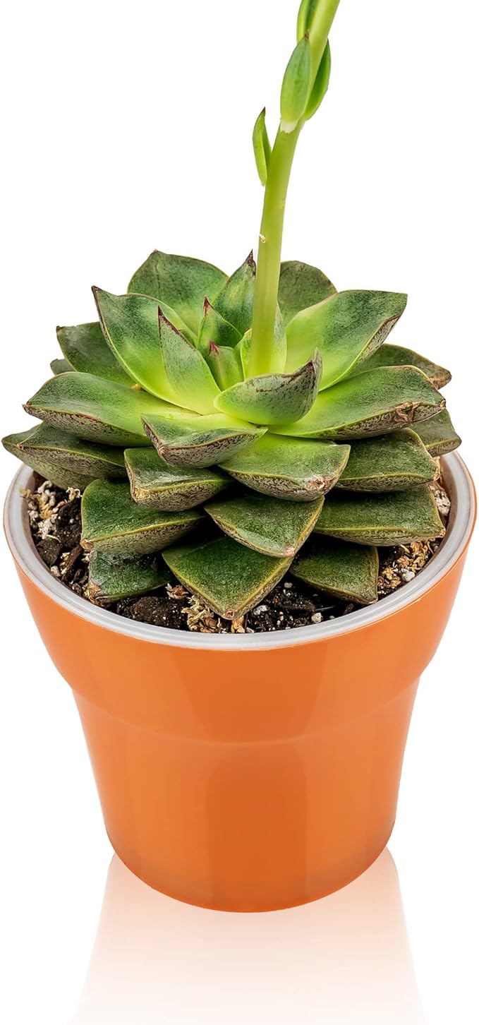 Professional Succulent Soil Premium All Purpose Blend | Pre-Mixed Ready to Use for Cactus and Succulents | Sphagnum Peat Moss, Perlite, New Zealand Pine Bark - Made in USA - 20 Quart