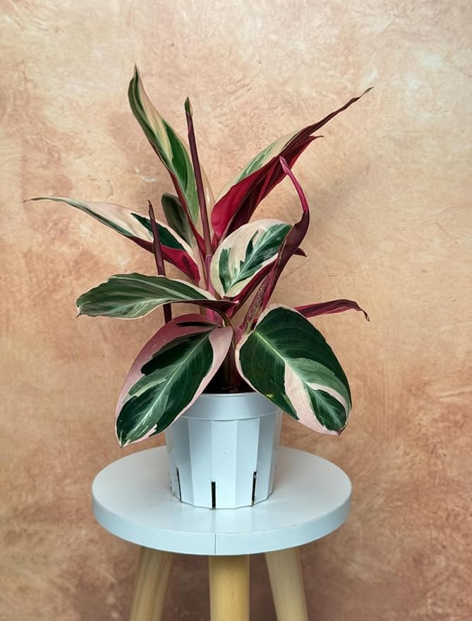 Stromanthe Triostar - Colorful Live Indoor Plant, Calathea Prayer Plant, Air Purifier & Elegant Home Decor, Ideal for Room Decor, Triostar Houseplant