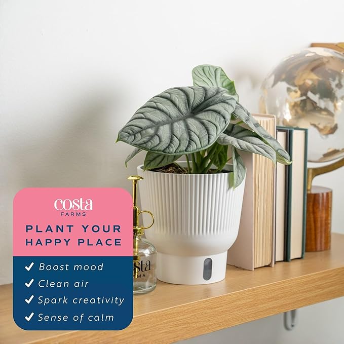 Costa Farms Alocasia Silver Dragon Live Plant in Self Watering Pot, Indoor Houseplant Perfect for Home, Room, or Office Decor, Great House Warming or Birthday Gift, 12-16 Inches Tall