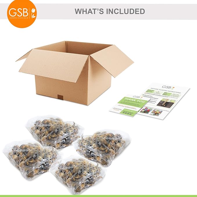 Garden State Bulb Narcissus Tazetta Minnow Daffodil Flower Bulbs, 12/14cm, Fall Planting (Bag of 100)