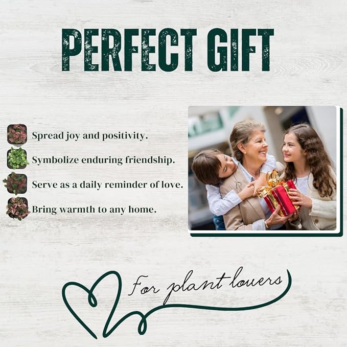 Polka Dot Plant Collection (4-Pack) - Live Houseplants, Small Indoor Plants, Hypoestes (Red, White, Rose, and Pink) - Colorful, Air-Purifying House Plants (Collection)