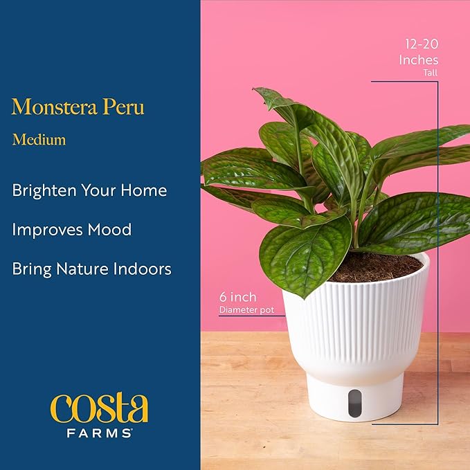 Costa Farms Green Galaxy Monstera Live Plant in Self Watering Pot, Easy to Maintain Indoor Houseplant, Perfect for Home, Room, or Office Decor, Great House Warming or Birthday Gift, 12-14 Inches Tall