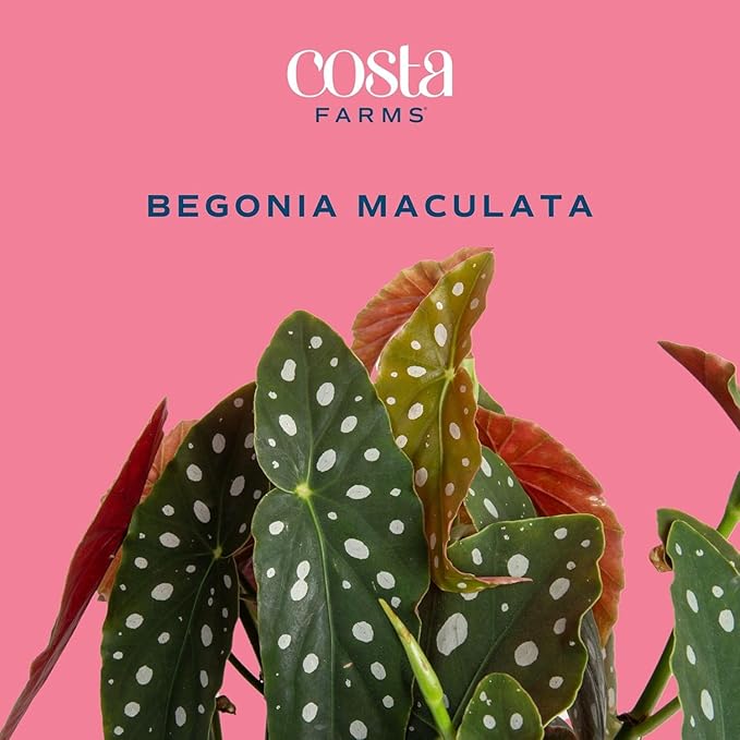 Costa Farms Begonia Maculata Live Plant in Self Watering Pot, Indoor Houseplant, Perfect for Home, Room, or Office Decor, Great House Warming or Birthday Gift, 12-18 Inches Tall