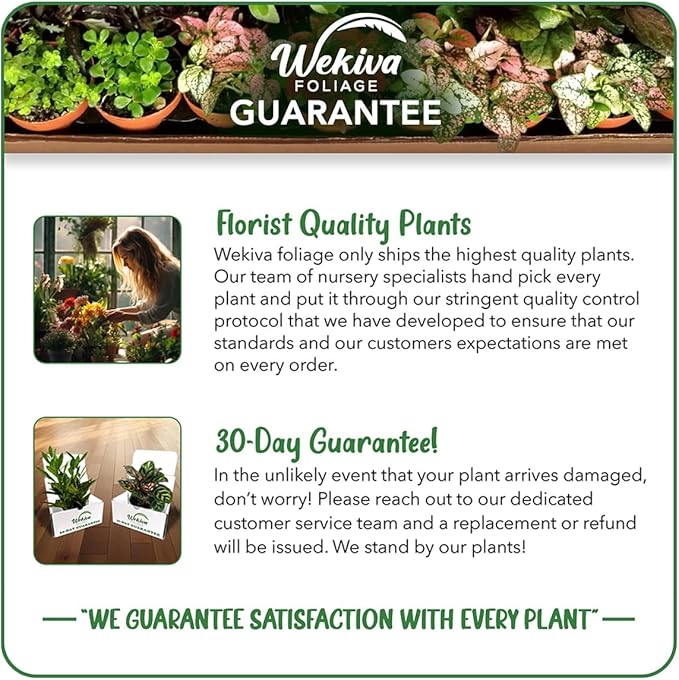 Desert Rose Plant - 5 Live Plants in 4 Inch Pots - Adenium Obesum - Dramatic Low-Water Succulent