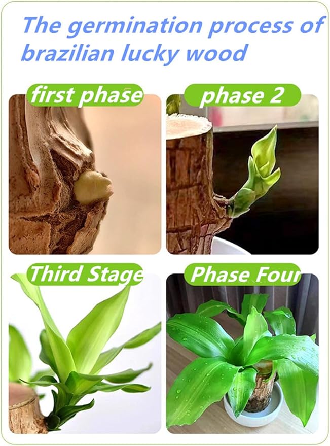 Brazilian Lucky Wood Plant, Easy to Maintain Brazilian Lucky Wood, Suitable for Indoor, Bedroom, Kitchen, Office Desk, Outdoor, Garden and Other Decorations (2A)