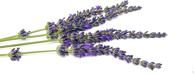 L+ Findlavender Lavender x Intermedia Phenomenal (4" Size Pots, Bee Friendly, Evergreen, 8 Live Plants)