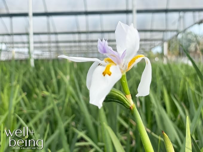 Nature's Way Farms African Iris White Outdoor Live Plant in Grower Pot (18-24 in. Tall)