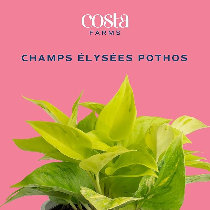 Costa Farms Champs Elysses Pothos Live Plant in Self Watering Pot, Indoor Houseplant, Trailing Vining, Perfect for Home, Room, or Office Decor, Great House Warming or Birthday Gift, 12-14 Inches Tall