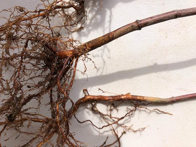 Japanese Red Maple Live Plants Shipped 1-2 Foot Tall